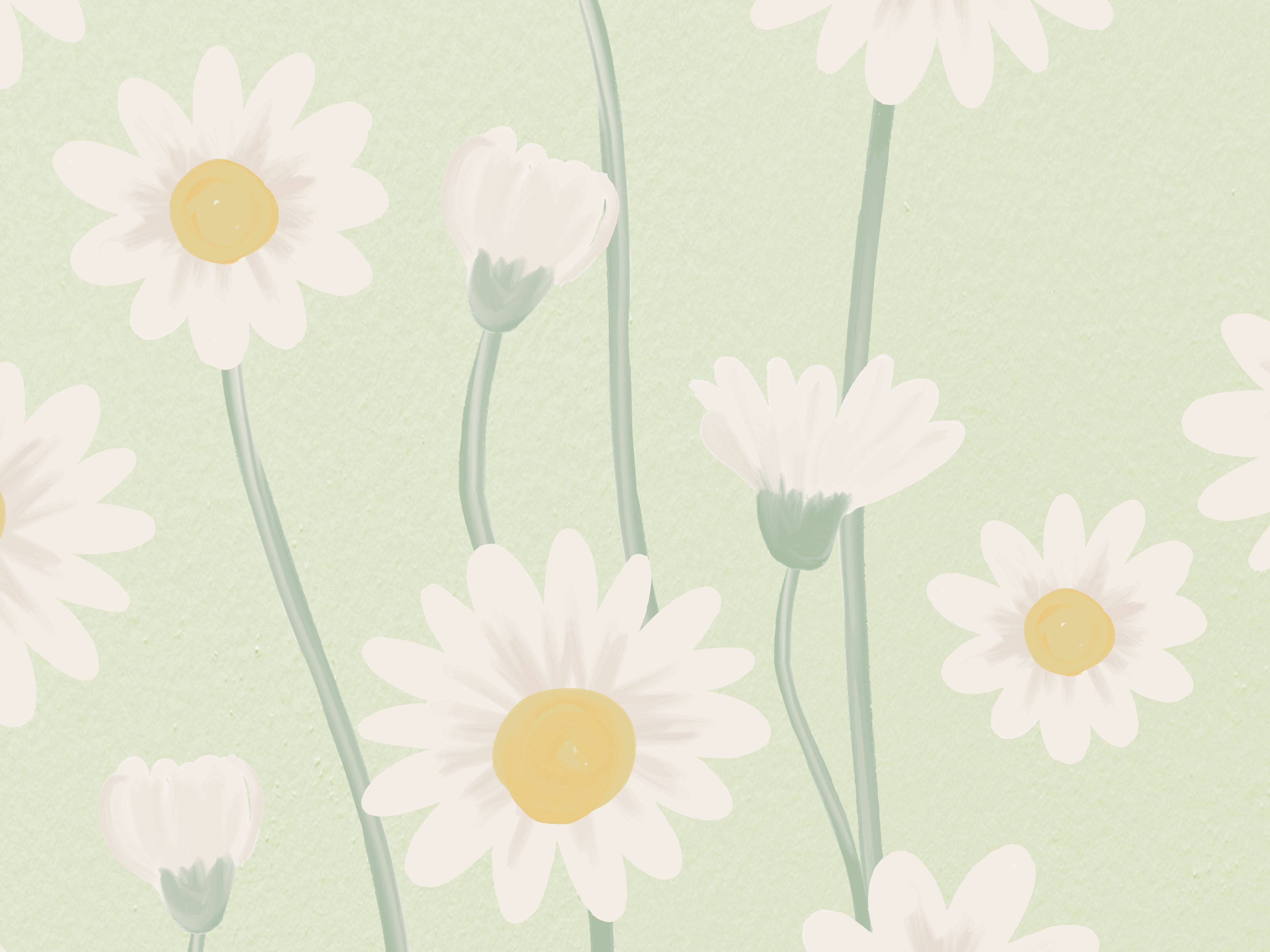 Daisy - Eclart Walls